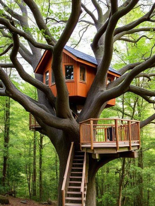 Jasper Canopy Tree-house