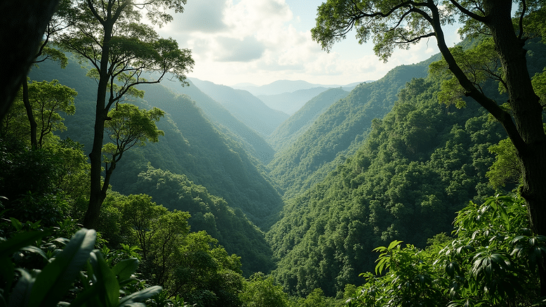 High angle view of the lush Amazon Rainforest canopy